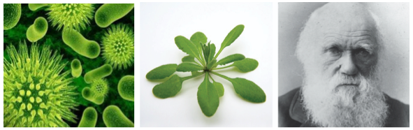 Research_Cross Kingdom%20picture